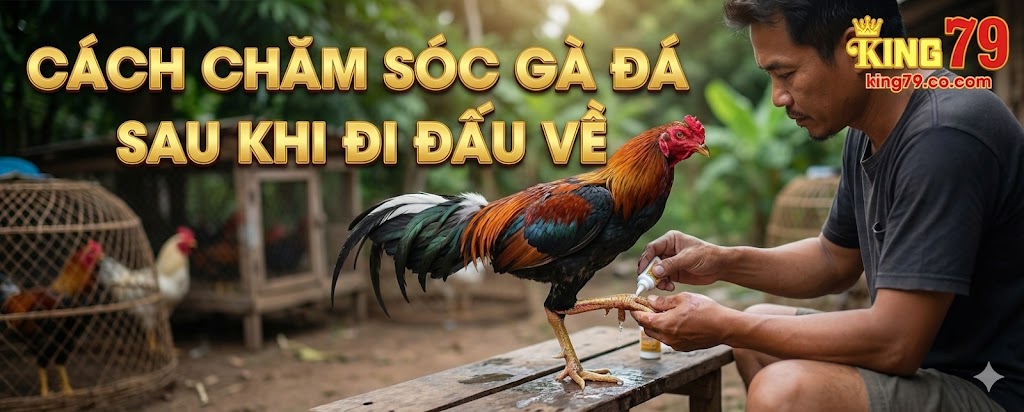 Cách chăm sóc gà đá sau khi đi đấu về đỉnh cao chuẩn sư kê 4 cach-cham-soc-ga-da-sau-khi-di-dau-ve